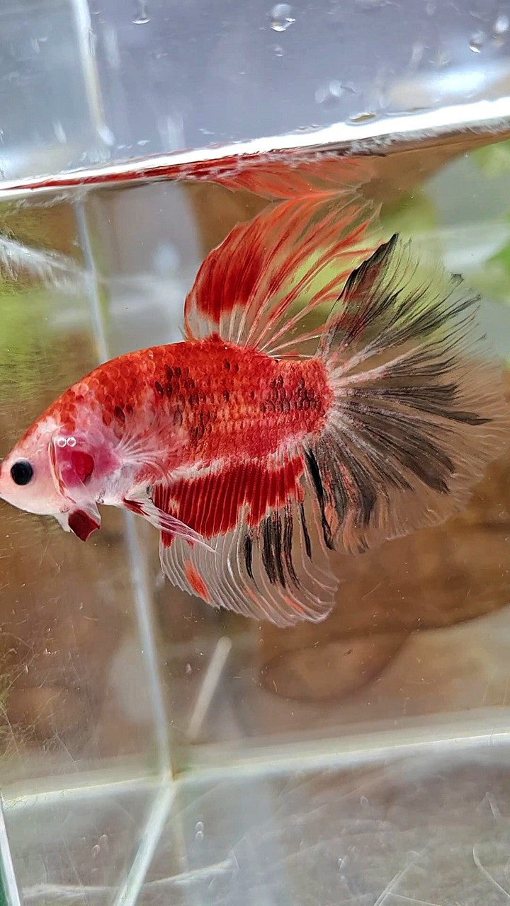 HALFMOON ROSETAIL AOC KOI RED UNIQUE BETTA FISH