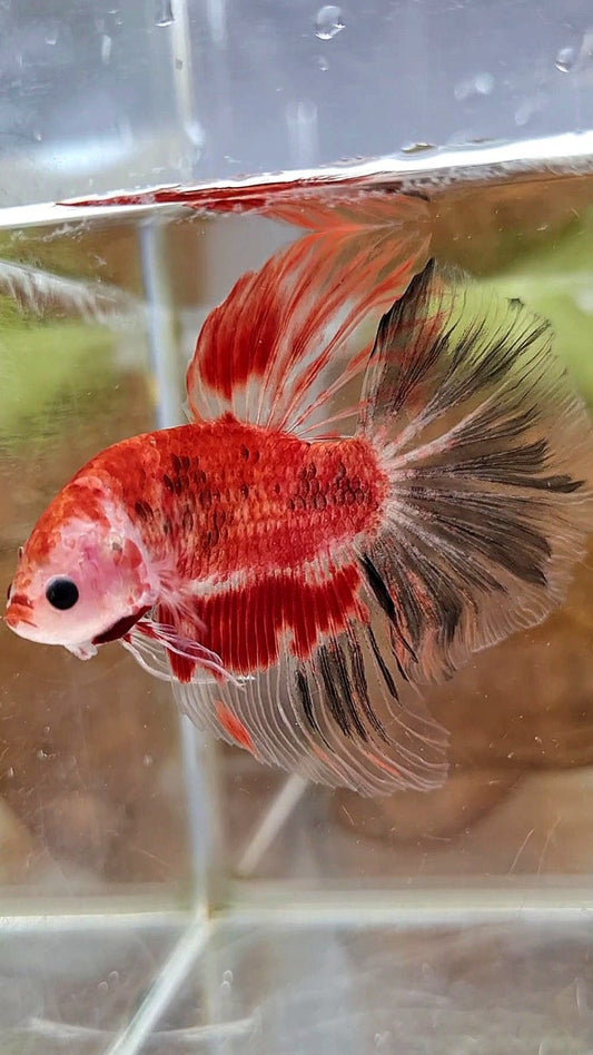 HALFMOON ROSETAIL AOC KOI RED UNIQUE BETTA FISH