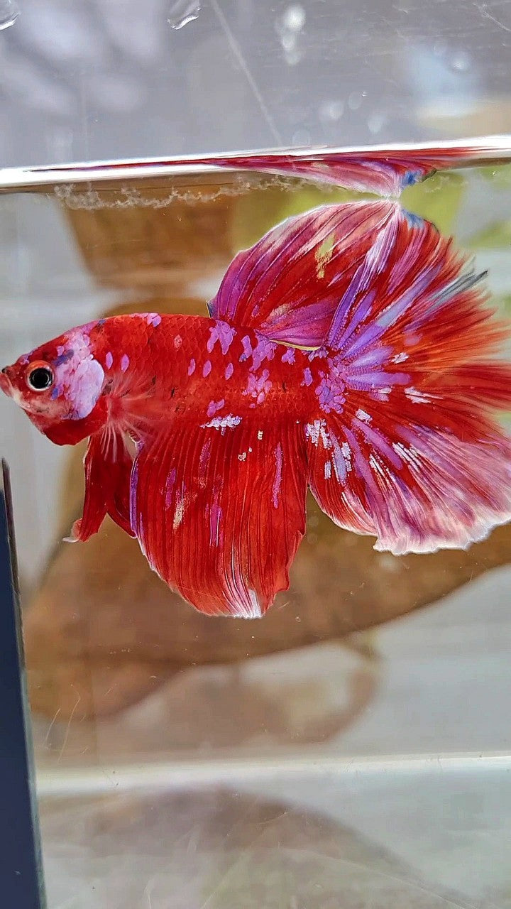 HALFMOON RED PURPLE GALAXY WHITE UNIQUE BETTA FISH