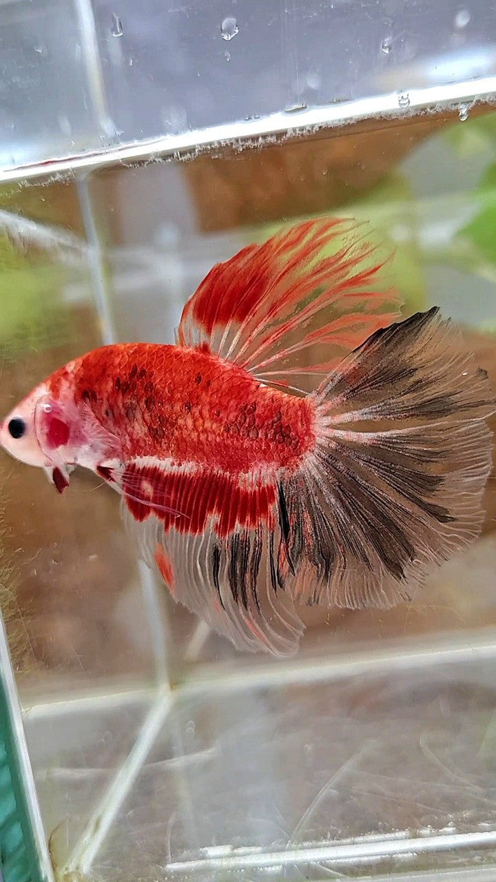 HALFMOON ROSETAIL AOC KOI RED UNIQUE BETTA FISH