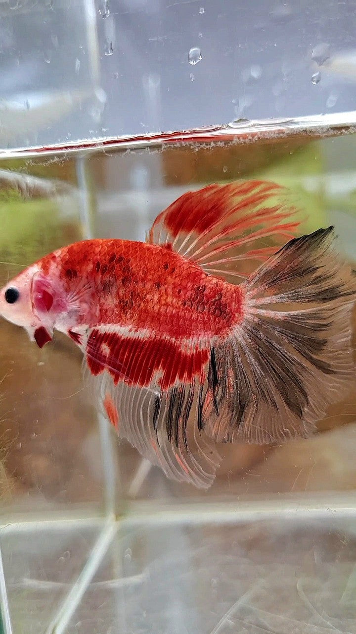 HALFMOON ROSETAIL AOC KOI RED UNIQUE BETTA FISH