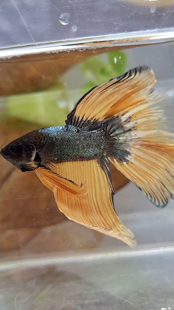 HALFMOON OVERTAIL YELLOW COPPER ARMY MUSTARD BETTA FISH