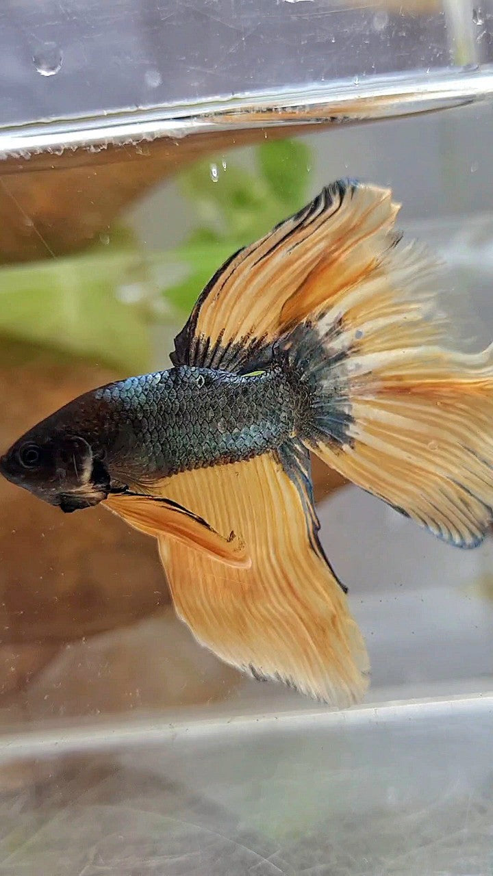 HALFMOON OVERTAIL YELLOW COPPER ARMY MUSTARD BETTA FISH