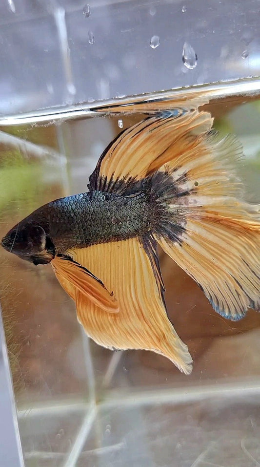 HALFMOON OVERTAIL YELLOW COPPER ARMY MUSTARD BETTA FISH