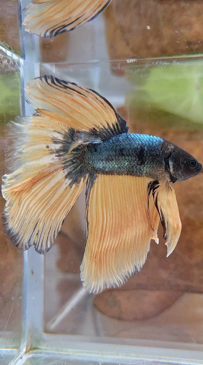 HALFMOON OVERTAIL YELLOW COPPER ARMY MUSTARD BETTA FISH