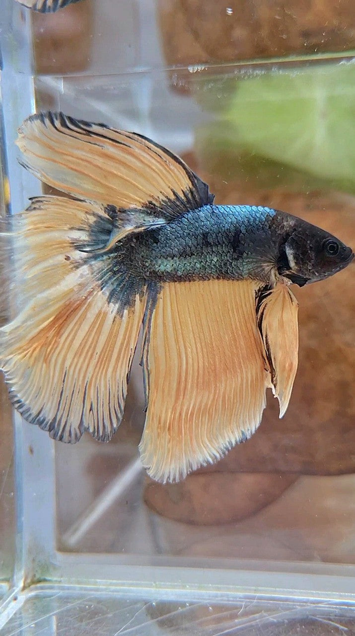 HALFMOON OVERTAIL YELLOW COPPER ARMY MUSTARD BETTA FISH