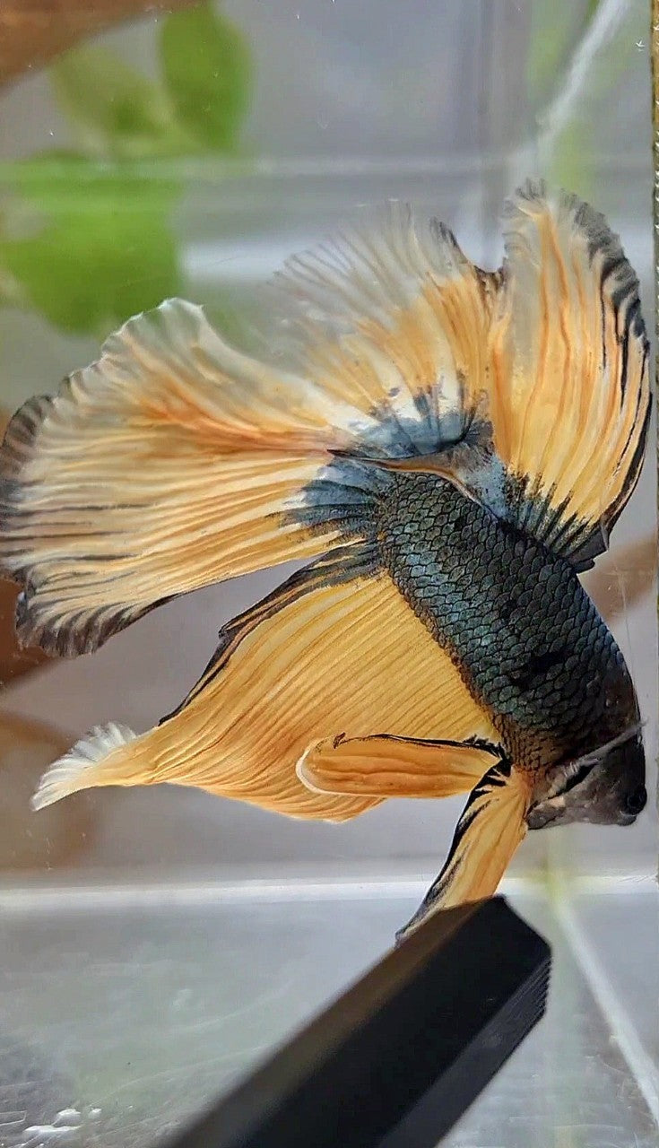 HALFMOON OVERTAIL YELLOW COPPER ARMY MUSTARD BETTA FISH