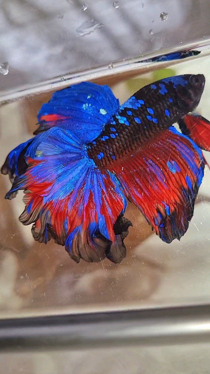 HALFMOON ROSETAIL CURLY BLACK GALAXY BLUE AVATAR RED PATTERN BETTA FISH