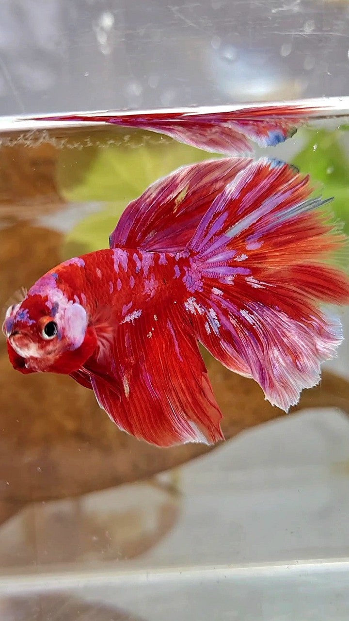 HALFMOON RED PURPLE GALAXY WHITE UNIQUE BETTA FISH