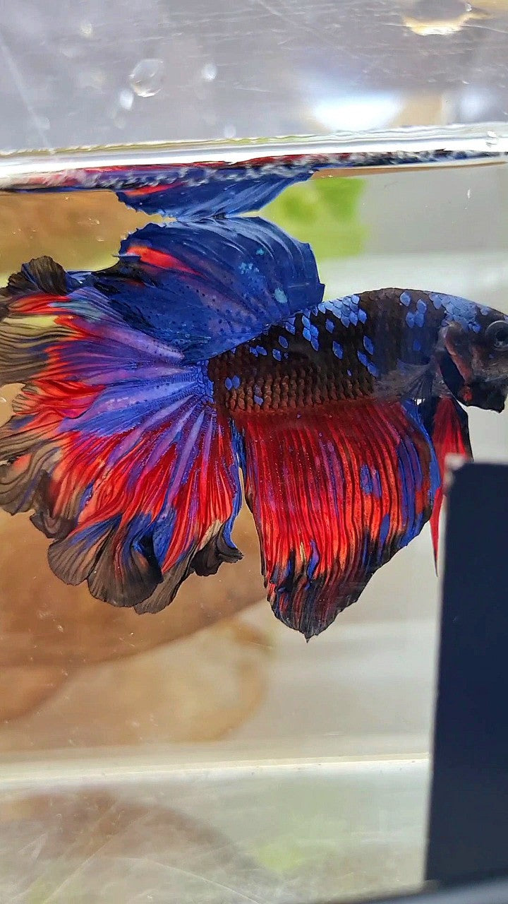 HALFMOON ROSETAIL CURLY BLACK GALAXY BLUE AVATAR RED PATTERN BETTA FISH