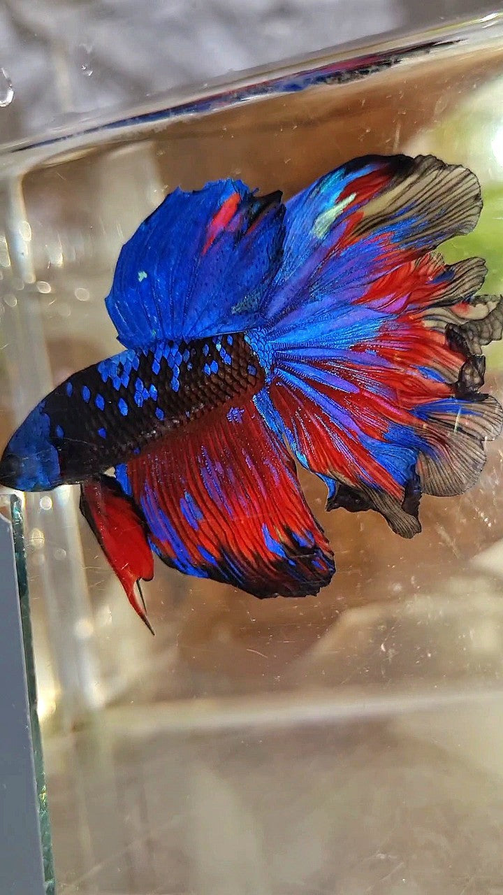 HALFMOON ROSETAIL CURLY BLACK GALAXY BLUE AVATAR RED PATTERN BETTA FISH