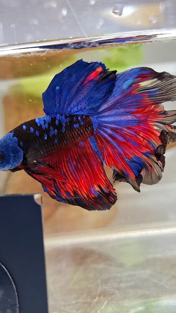 HALFMOON ROSETAIL CURLY BLACK GALAXY BLUE AVATAR RED PATTERN BETTA FISH