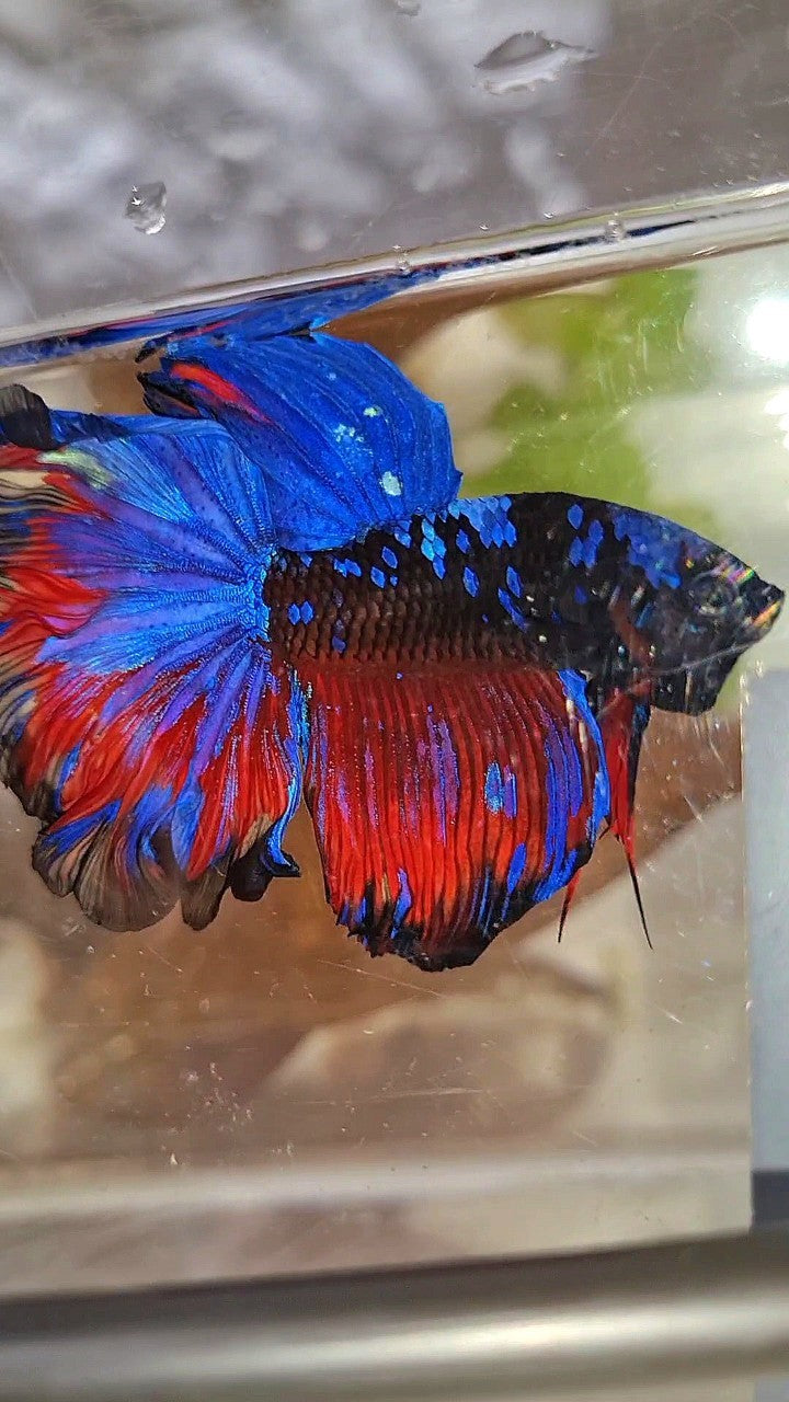 HALFMOON ROSETAIL CURLY BLACK GALAXY BLUE AVATAR RED PATTERN BETTA FISH