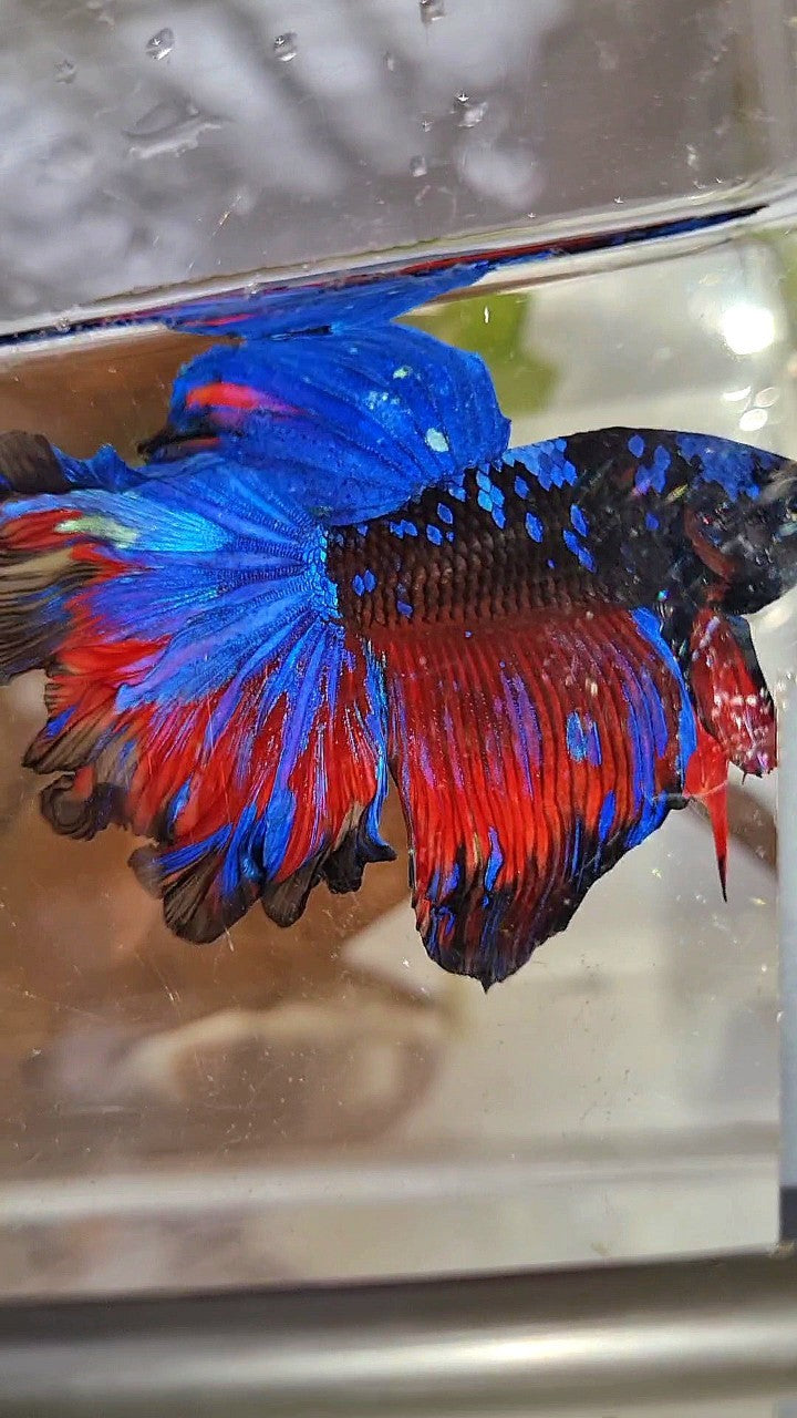 HALFMOON ROSETAIL CURLY BLACK GALAXY BLUE AVATAR RED PATTERN BETTA FISH