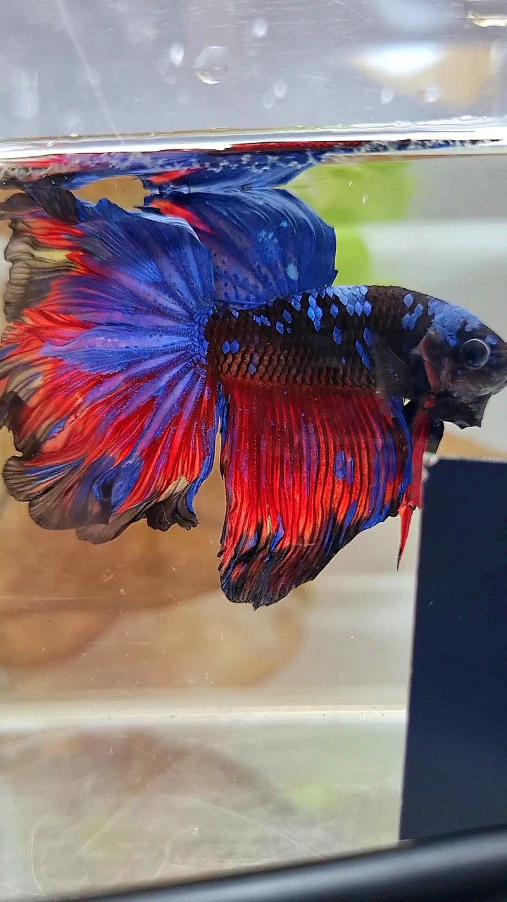 HALFMOON ROSETAIL CURLY BLACK GALAXY BLUE AVATAR RED PATTERN BETTA FISH