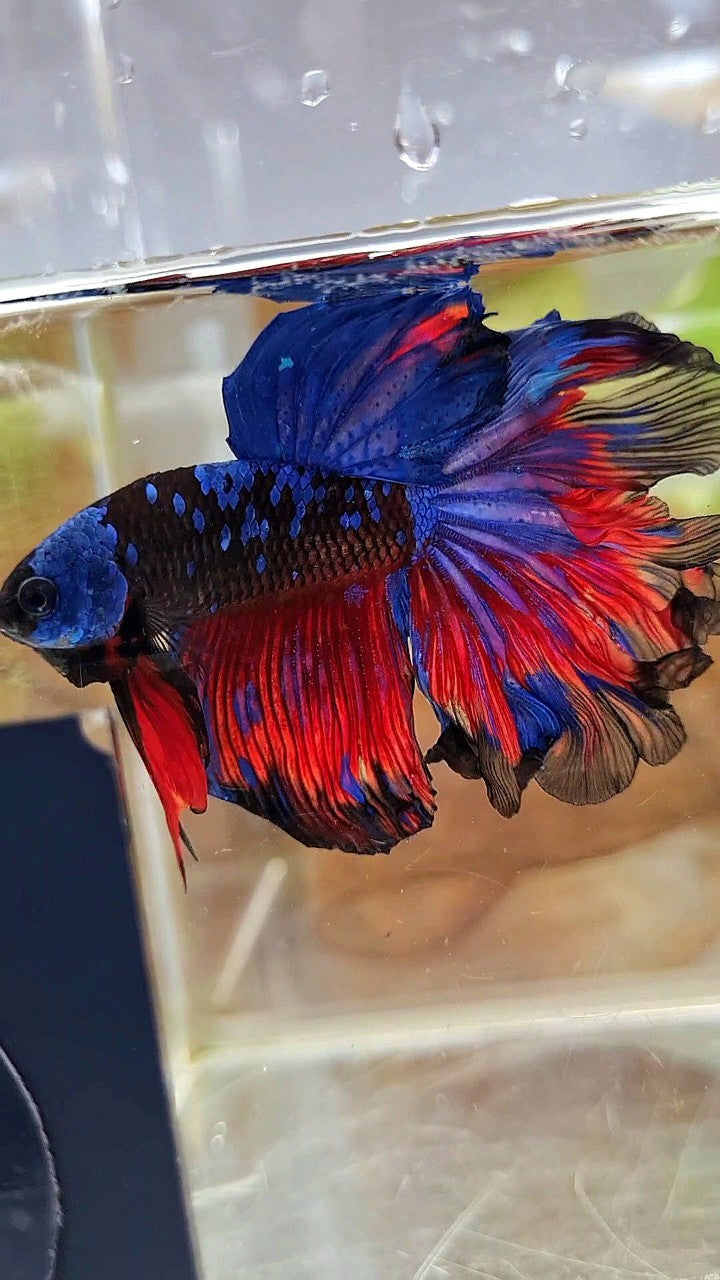 HALFMOON ROSETAIL CURLY BLACK GALAXY BLUE AVATAR RED PATTERN BETTA FISH