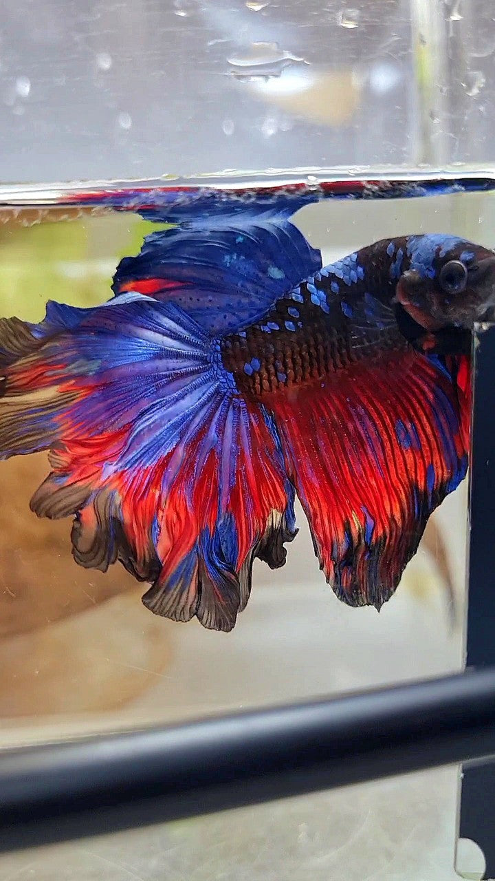 HALFMOON ROSETAIL CURLY BLACK GALAXY BLUE AVATAR RED PATTERN BETTA FISH