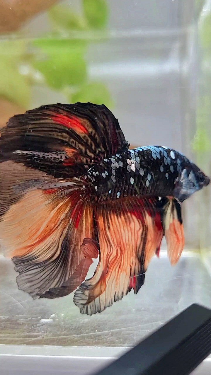 HALFMOON ROSETAIL BLACK GALAXY COPPER AVATAR ORANGE BETTA FISH