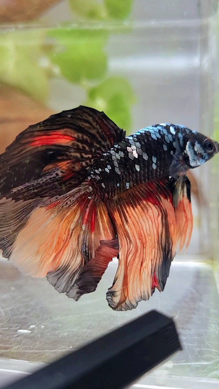 HALFMOON ROSETAIL BLACK GALAXY COPPER AVATAR ORANGE BETTA FISH