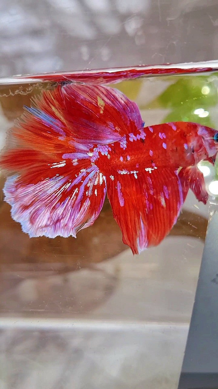 HALFMOON RED PURPLE GALAXY WHITE UNIQUE BETTA FISH