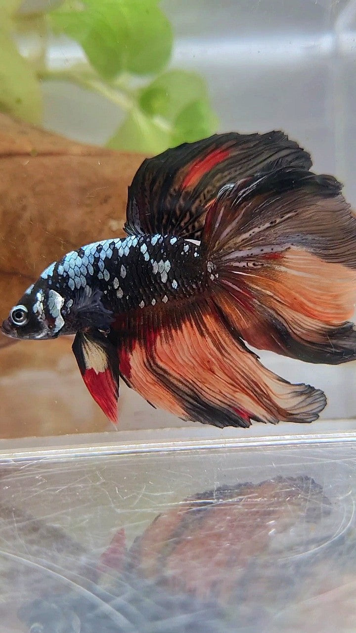 HALFMOON ROSETAIL BLACK GALAXY COPPER AVATAR ORANGE BETTA FISH