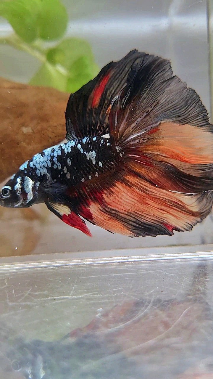 HALFMOON ROSETAIL BLACK GALAXY COPPER AVATAR ORANGE BETTA FISH