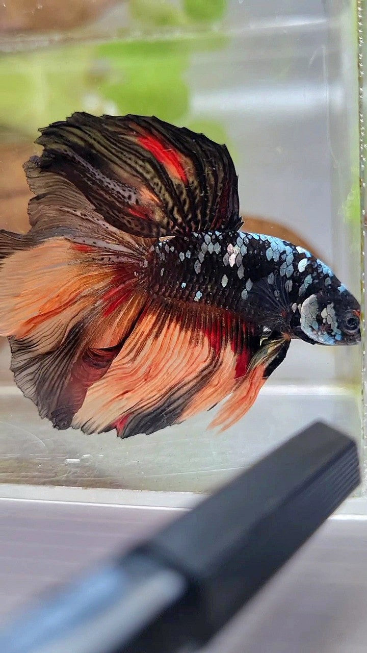 HALFMOON ROSETAIL BLACK GALAXY COPPER AVATAR ORANGE BETTA FISH