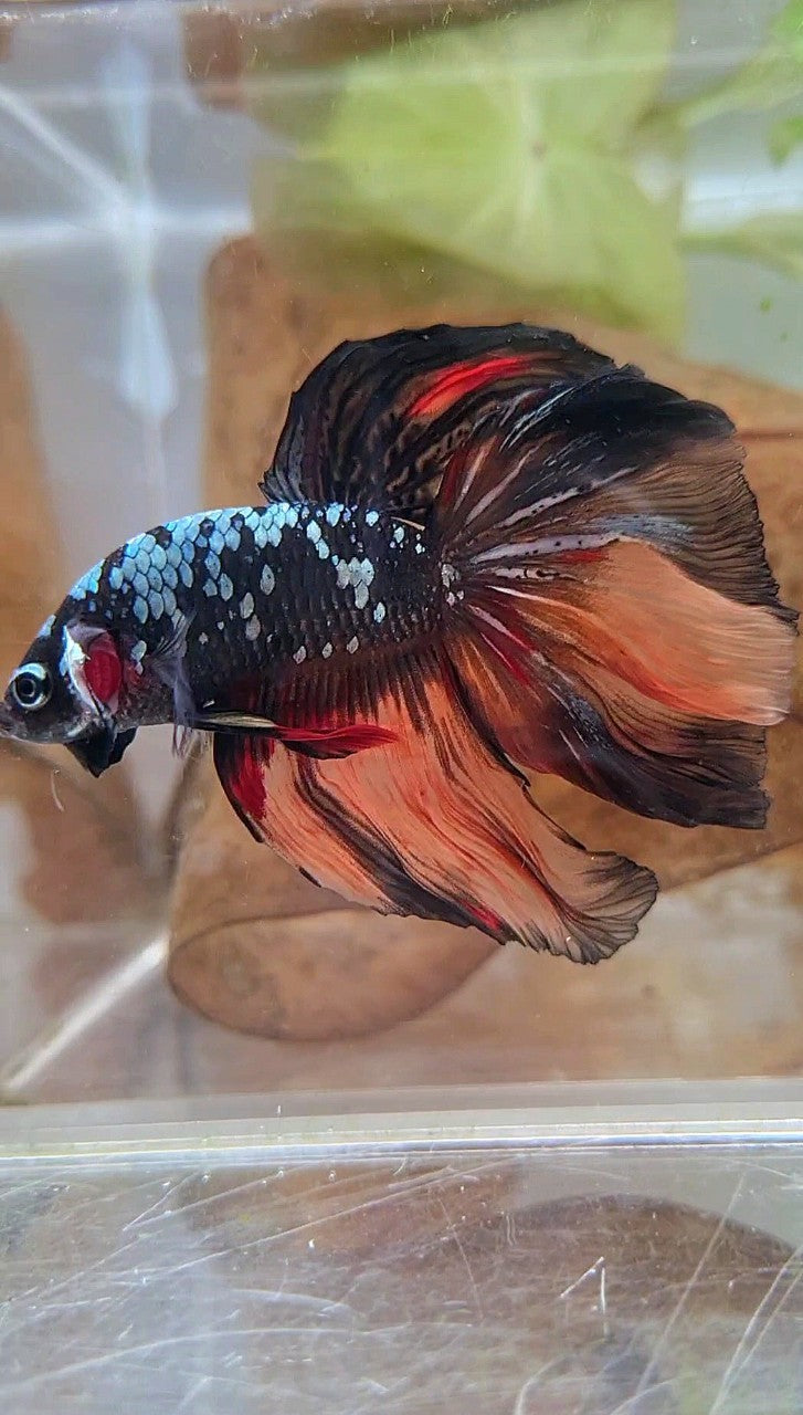 HALFMOON ROSETAIL BLACK GALAXY COPPER AVATAR ORANGE BETTA FISH