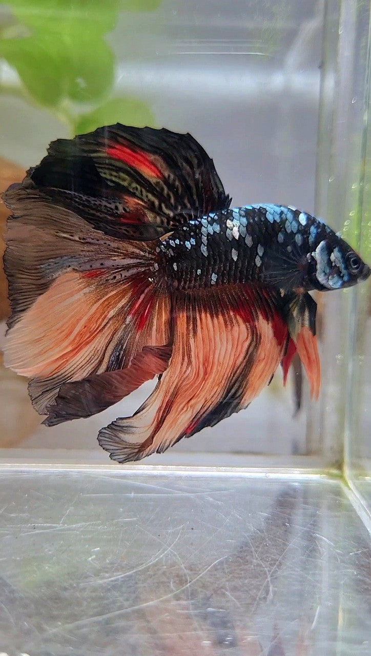 HALFMOON ROSETAIL BLACK GALAXY COPPER AVATAR ORANGE BETTA FISH