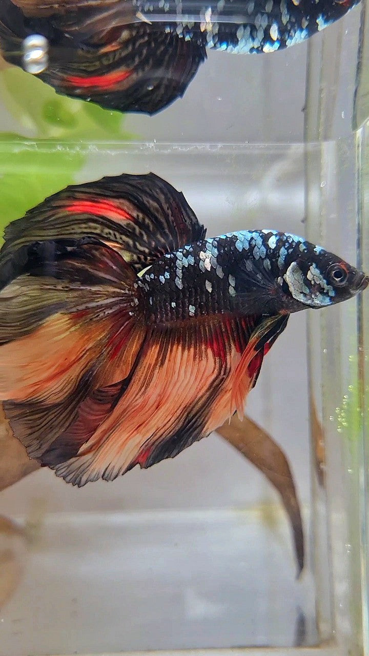 HALFMOON ROSETAIL BLACK GALAXY COPPER AVATAR ORANGE BETTA FISH