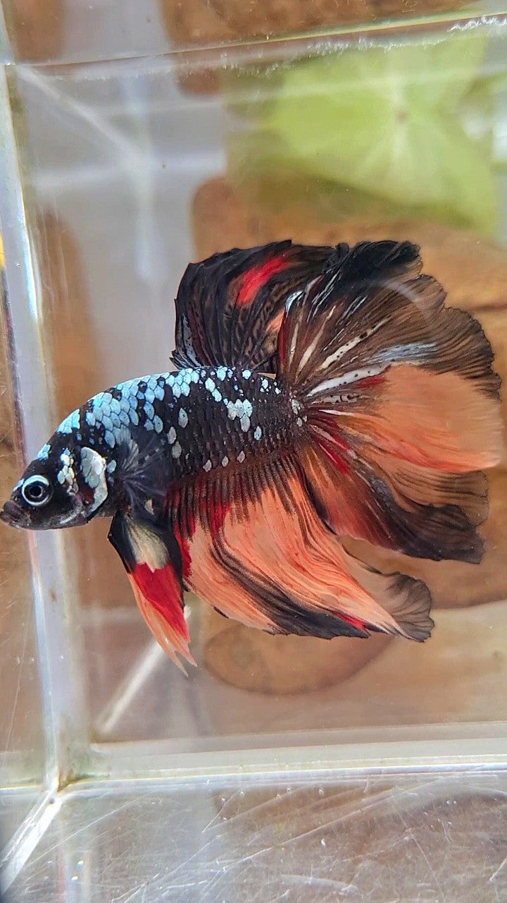 HALFMOON ROSETAIL BLACK GALAXY COPPER AVATAR ORANGE BETTA FISH