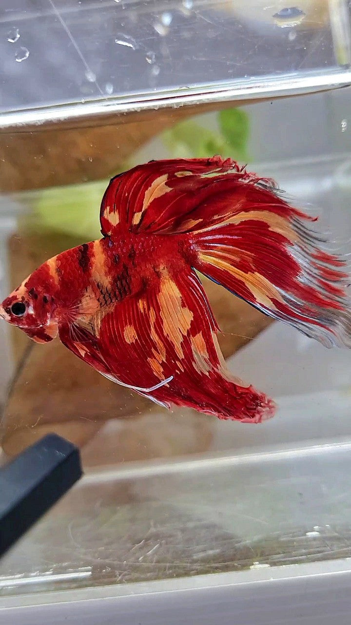 XL VEILTAIL SUPER LEOPARD KOI MULTICOLOR BETTA FISH