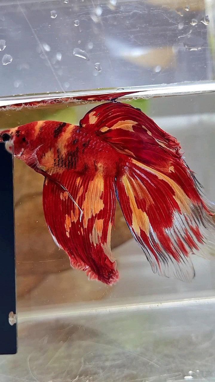 XL VEILTAIL SUPER LEOPARD KOI MULTICOLOR BETTA FISH