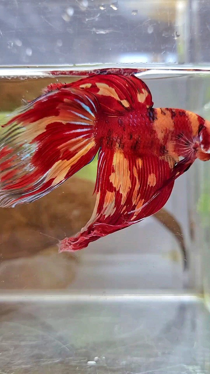 XL VEILTAIL SUPER LEOPARD KOI MULTICOLOR BETTA FISH