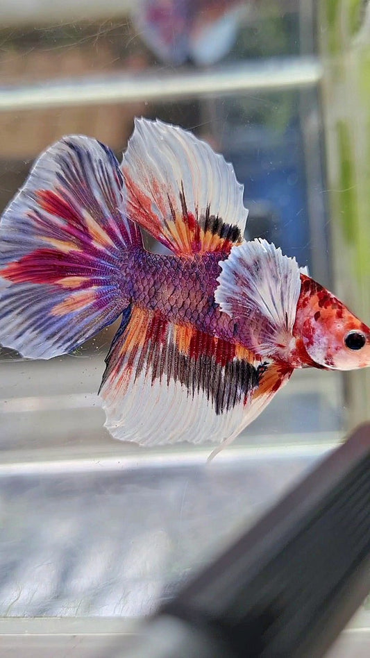 HALFMOON DUMBO EAR DARK PURPLE MULTICOLOR BETTA FISH