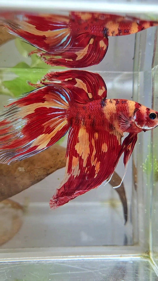 XL VEILTAIL SUPER LEOPARD KOI MULTICOLOR BETTA FISH