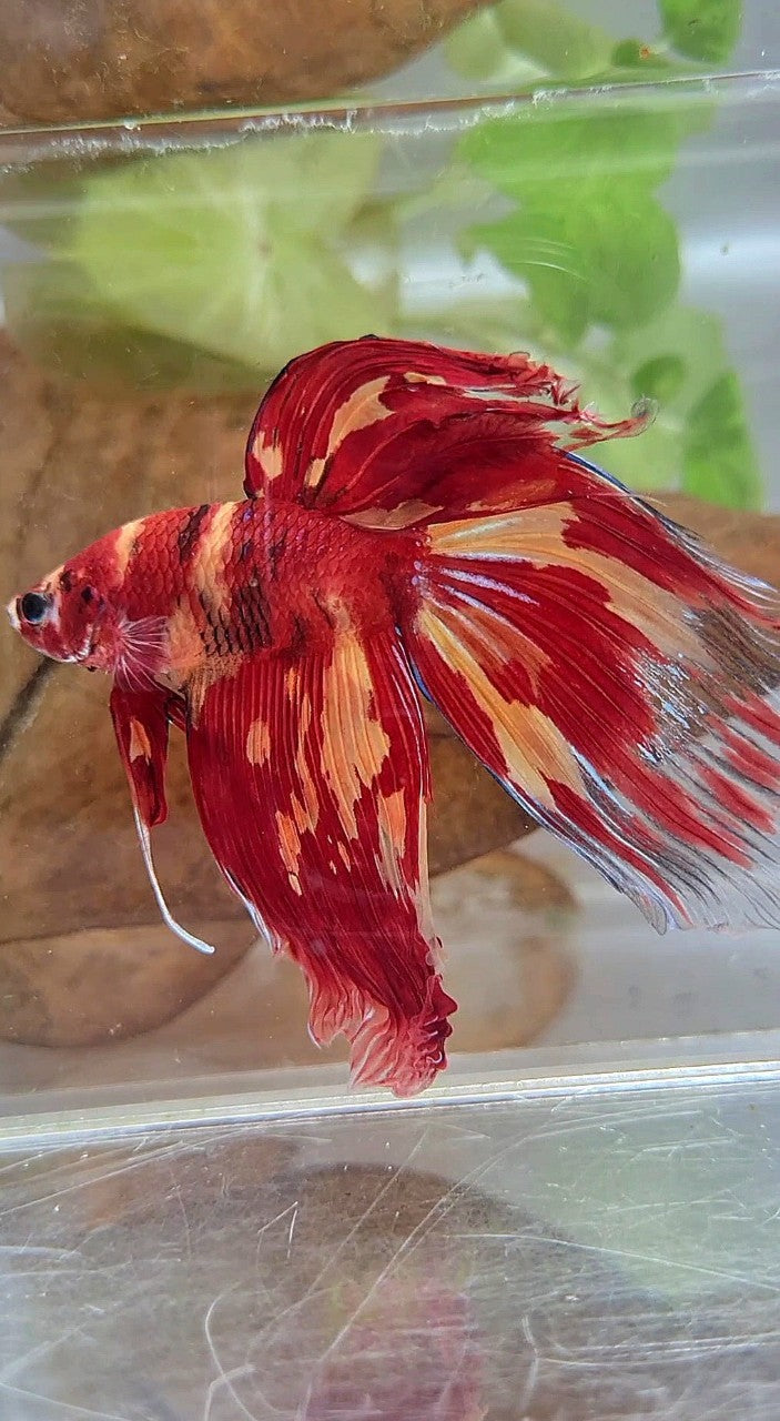 XL VEILTAIL SUPER LEOPARD KOI MULTICOLOR BETTA FISH