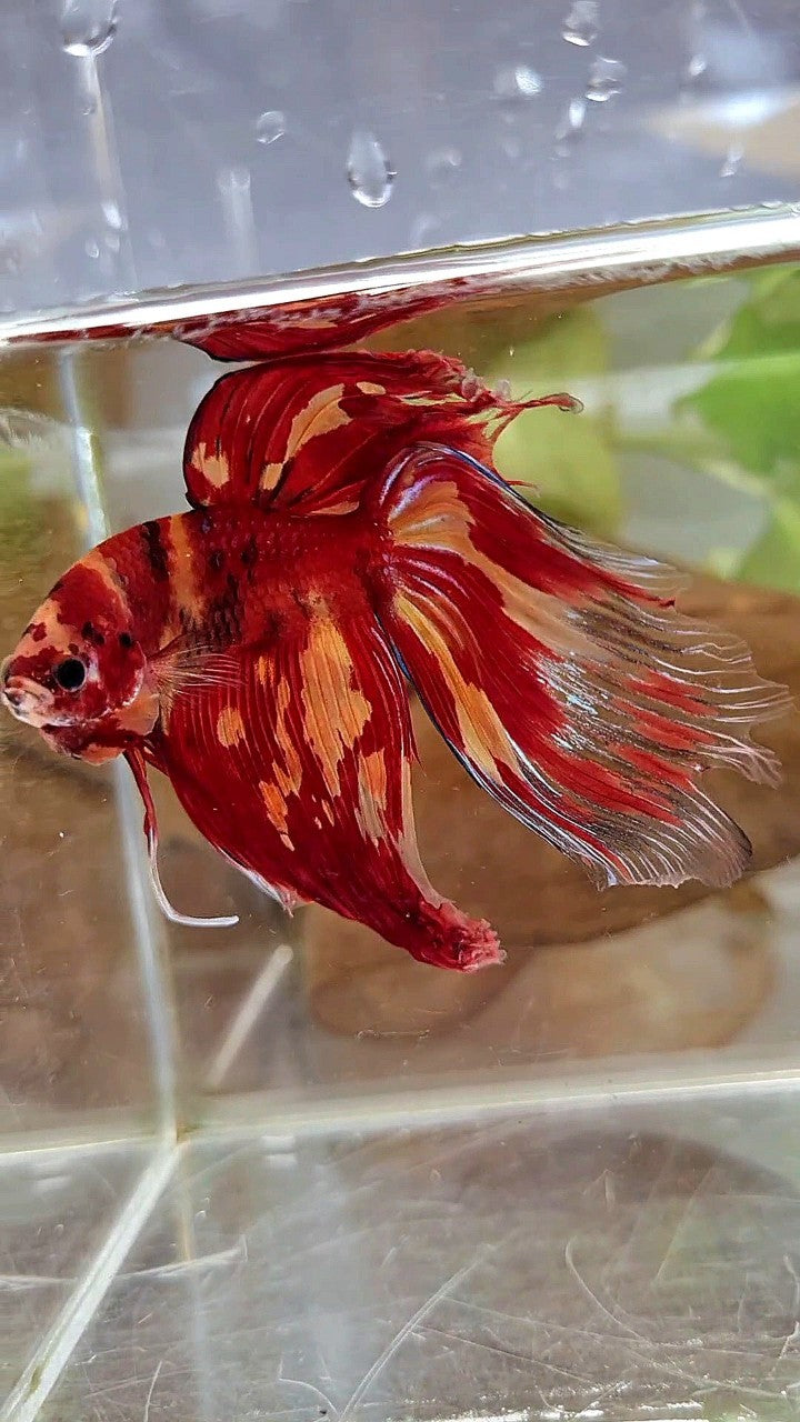 XL VEILTAIL SUPER LEOPARD KOI MULTICOLOR BETTA FISH