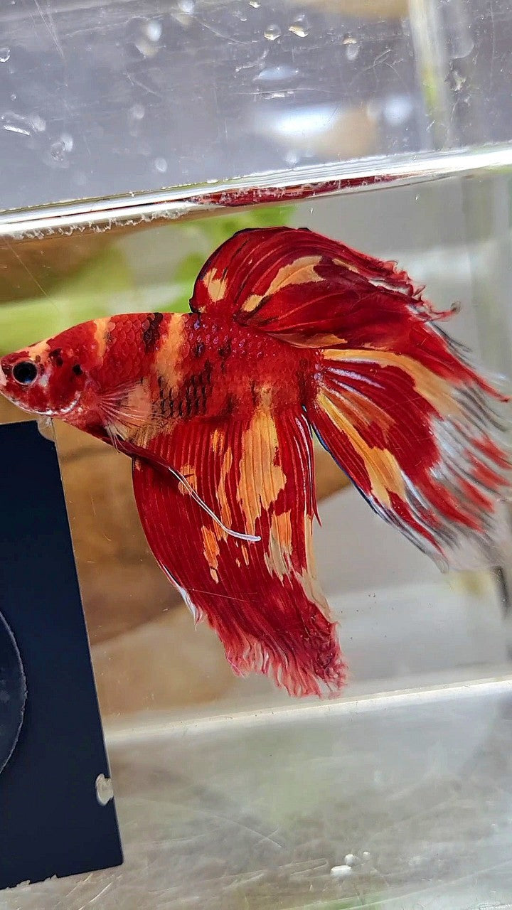 XL VEILTAIL SUPER LEOPARD KOI MULTICOLOR BETTA FISH