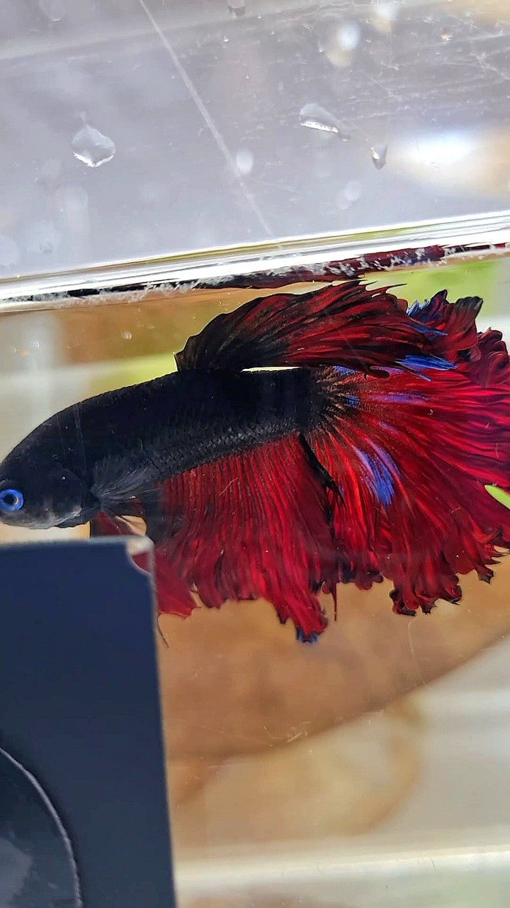 HALFMOON CURLY ROSETAIL BLACK VAMPIRE RED BETTA FISH