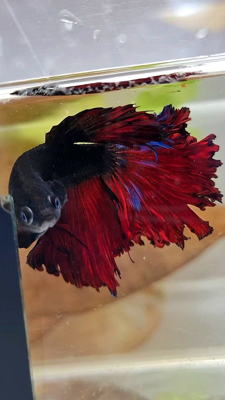 HALFMOON CURLY ROSETAIL BLACK VAMPIRE RED BETTA FISH