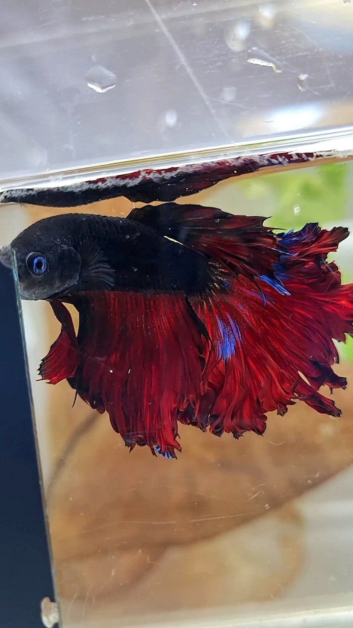 HALFMOON CURLY ROSETAIL BLACK VAMPIRE RED BETTA FISH