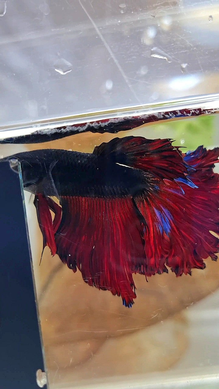 HALFMOON CURLY ROSETAIL BLACK VAMPIRE RED BETTA FISH