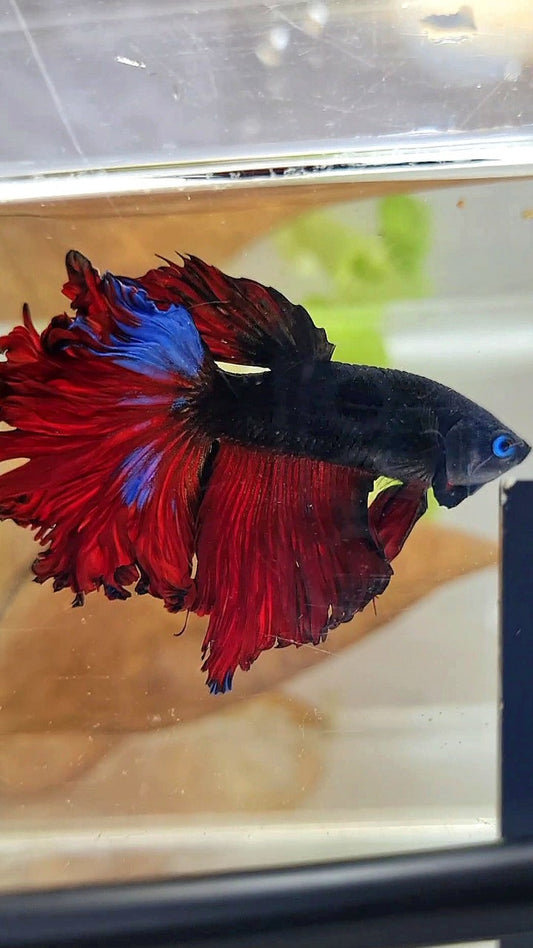 HALFMOON CURLY ROSETAIL BLACK VAMPIRE RED BETTA FISH