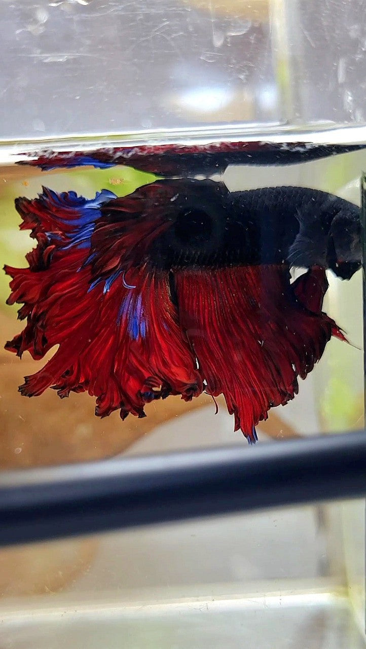 HALFMOON CURLY ROSETAIL BLACK VAMPIRE RED BETTA FISH