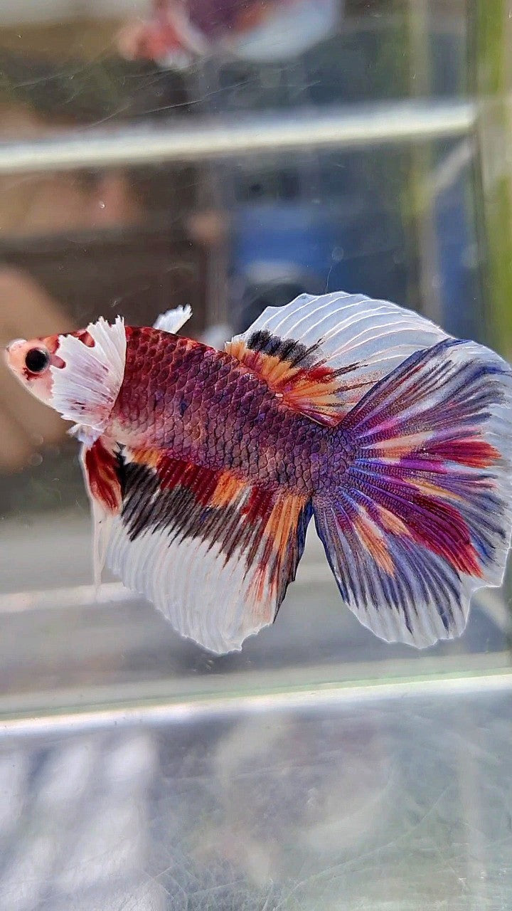 HALFMOON DUMBO EAR DARK PURPLE MULTICOLOR BETTA FISH