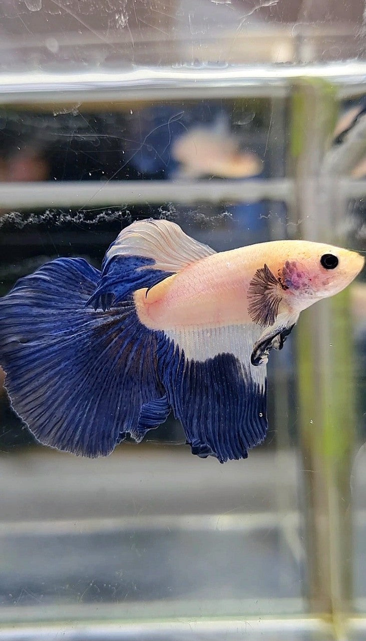 HALFMOON BLUE RIM BETTA FISH