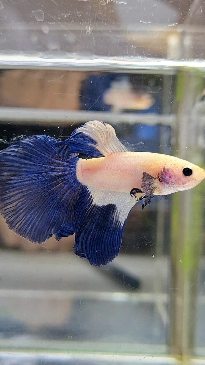 HALFMOON BLUE RIM BETTA FISH