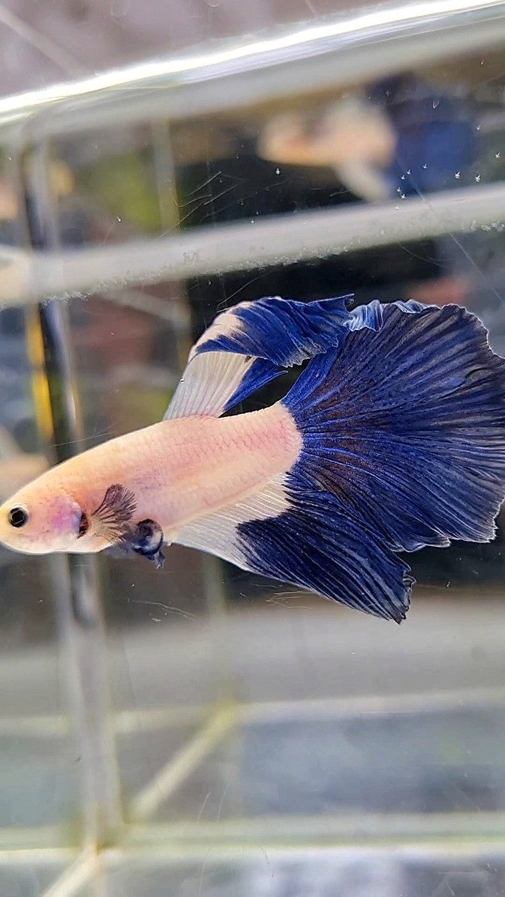 HALFMOON BLUE RIM BETTA FISH