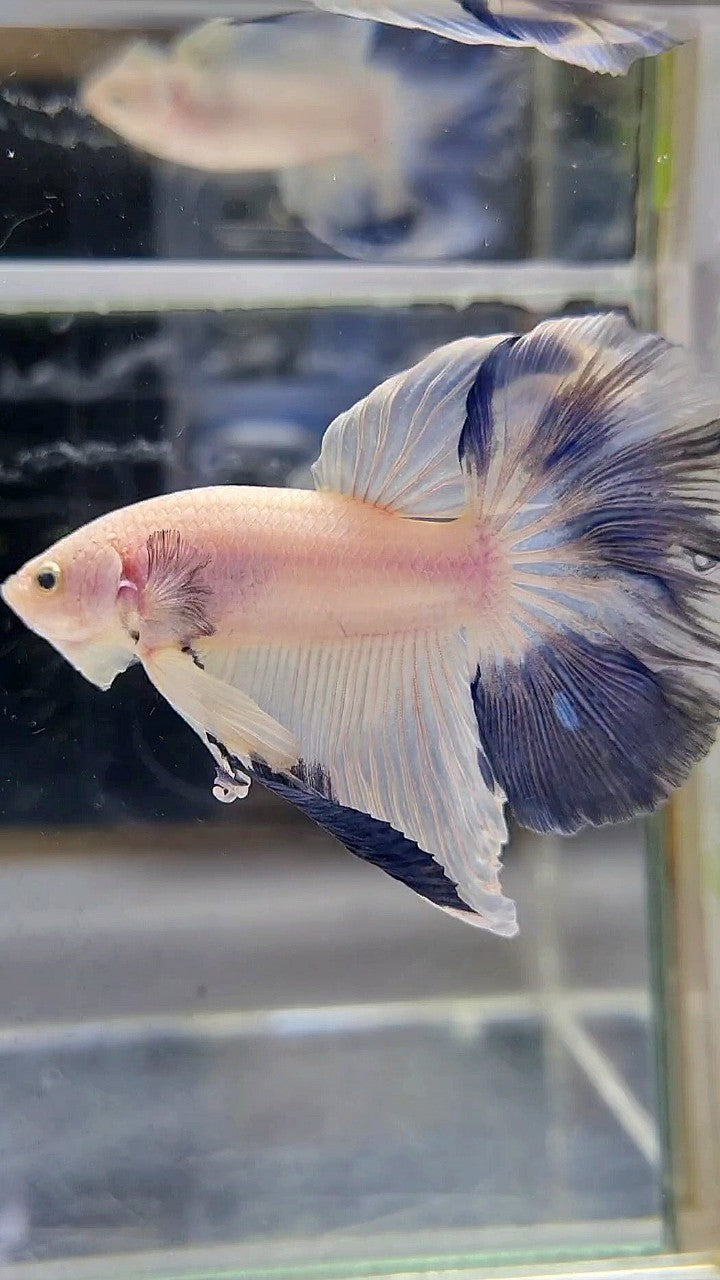 HALFMOON ROSETAIL BLUE RIM PATTERN BETTA FISH